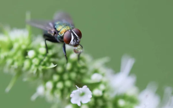 Selective Focus Shot Green Bottle Fly Blurred Background — Stock Photo, Image