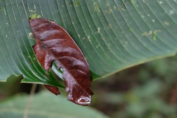 Selective focus shot of a brown leaf on a big green leaf captured in Monteverde, Costa Rica — Stok fotoğraf