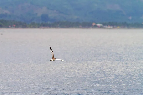 A beautiful shot of a sea bird flying over the sea