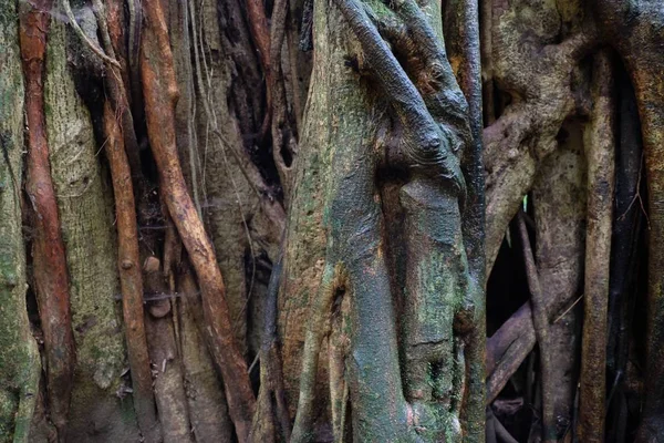 Foto de cierre del tronco de un árbol en el bosque de Monteverde, Costa Rica. —  Fotos de Stock