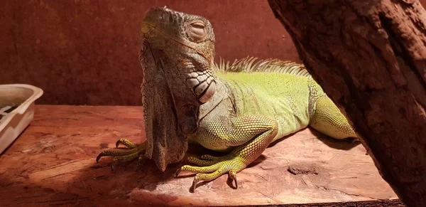 Closeup Shot Cute Green Iguana Enjoying Sunlight While Lying Brown — 스톡 사진