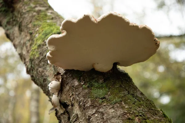 Szelektív Fókusz Felvétel Alsó Részén Egy Nyír Polypore Közös Fehér — Stock Fotó