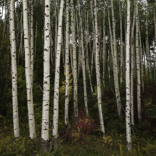 Vacker natur i en skog full av höga träd och andra typer av växter — Stockfoto