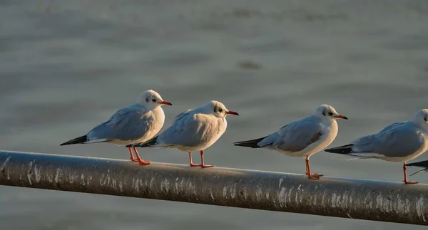 Сцены голубей, стоящих на палочке над рекой — стоковое фото