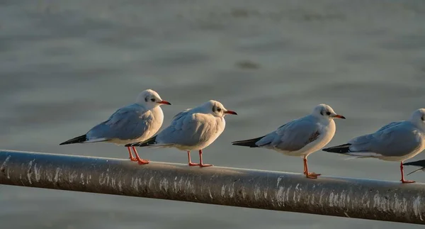 Scenery of doves standing on a stick over the river — 스톡 사진