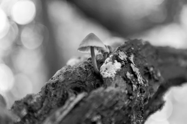 Een Grijswaarden Selectieve Focus Shot Van Een Paddestoel Groeiend Loofhout — Stockfoto