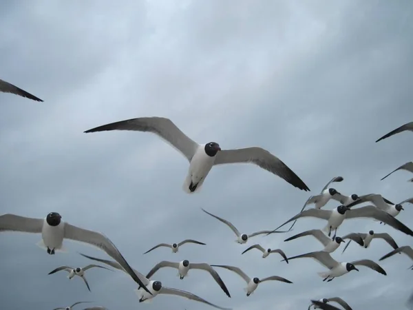 Low Angle Shot Seagulls Flying Beautiful Cloudy Sky — Stock Photo, Image