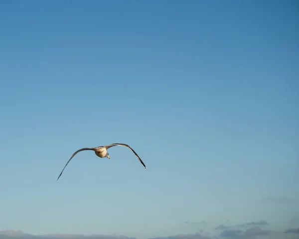 Beautiful Sea Bird Flying High Clear Blue Sky — Stock Photo, Image