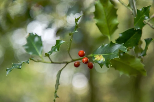 Eine Selektive Fokusaufnahme Eines Stechpalmenstrauches Mit Beeren Dornwabenwäldern Dorchester Dorset — Stockfoto