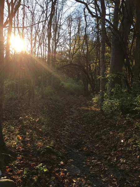 Tiro vertical do sol brilhando através das árvores no meio da floresta — Fotografia de Stock