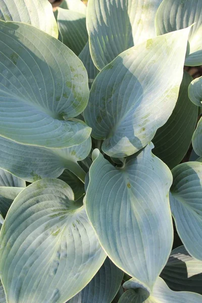 Primer Plano Vertical Hosta Hojas Sobre Fondo Borroso —  Fotos de Stock