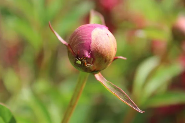 Close-up shot van een spin op peon knop met een wazige achtergrond — Stockfoto