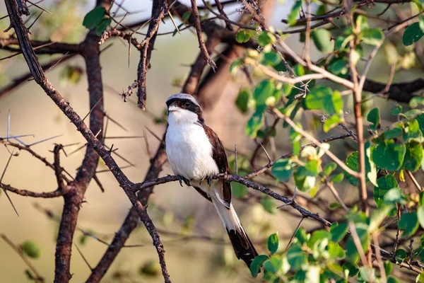 Closeup Shot Lesser Grey Shrike Bird Tree Branch — Stock Photo, Image