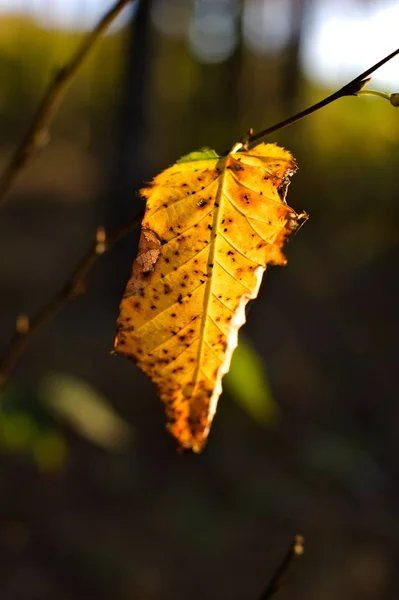 Closeup Shot Yellow Autumn Dry Leaf Blurred Background — 스톡 사진