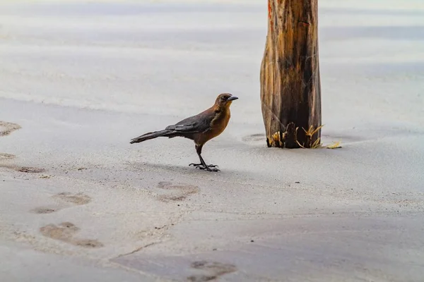 Eine Selektive Fokusaufnahme Eines Braunen Bootsschwanzgrasvogels Auf Sandiger Oberfläche — Stockfoto