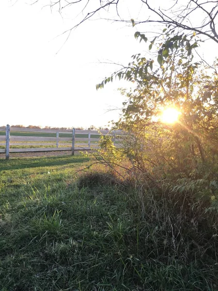 Bir çiftliğin yakınındaki çalıların arasından parlayan güneşin dikey görüntüsü. — Stok fotoğraf