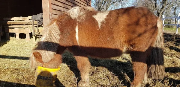 Primer Plano Caballo Marrón Bebiendo Agua Cubo Amarillo Cerca Del —  Fotos de Stock