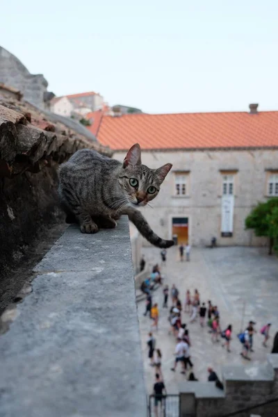 クロアチアのドゥブロヴニクの建物の屋根の上に座っている猫の垂直閉鎖ショット — ストック写真