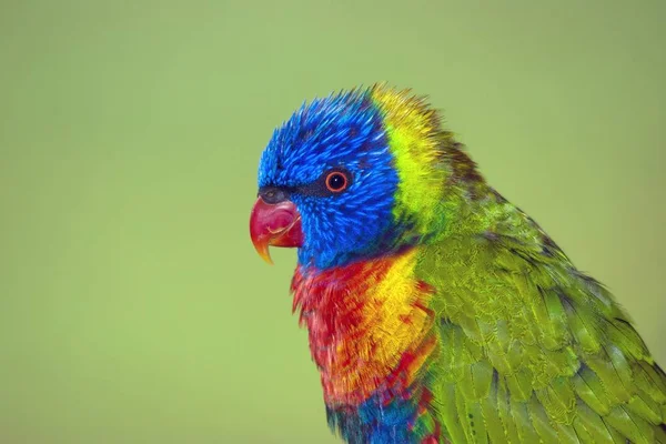 Closeup Shot Cute Colorful Parrot Green Background — ストック写真