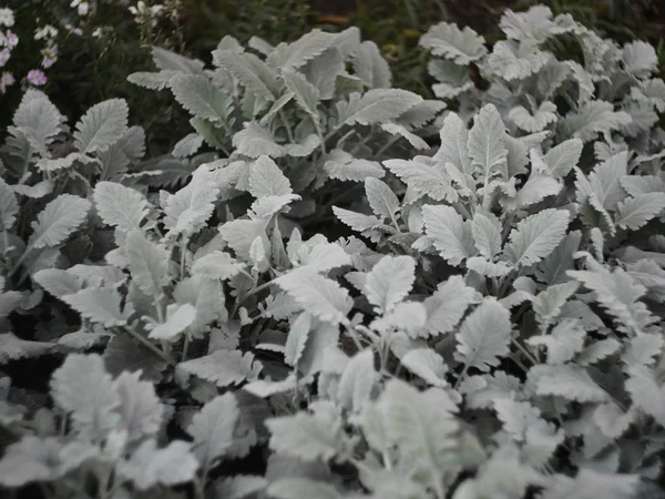 Sudut tinggi ditembak tanaman yang indah dengan daun putih di antara bunga-bunga — Stok Foto