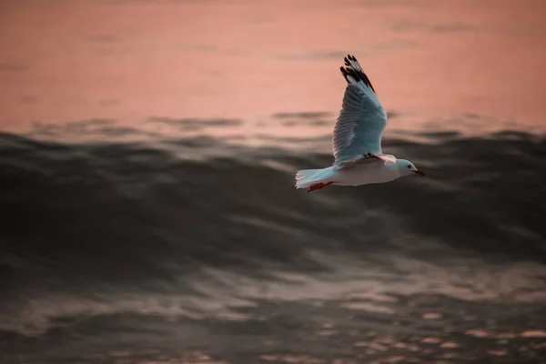 Pescăruș Care Zboară Peste Valurile Mării Timpul Apusului Soare Fundal — Fotografie, imagine de stoc