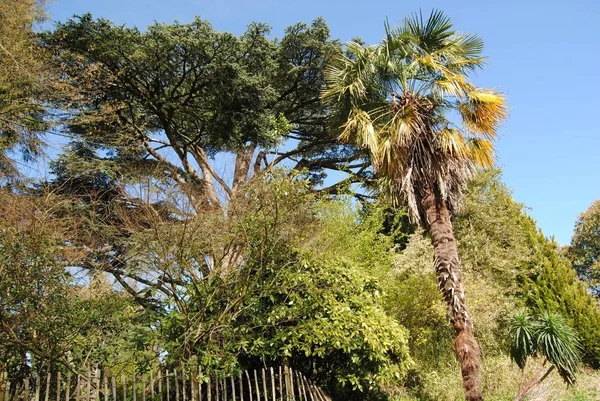 Bath England Egyesült Királyság Mar 2019 Botanical Gardens Royal Victoria — Stock Fotó