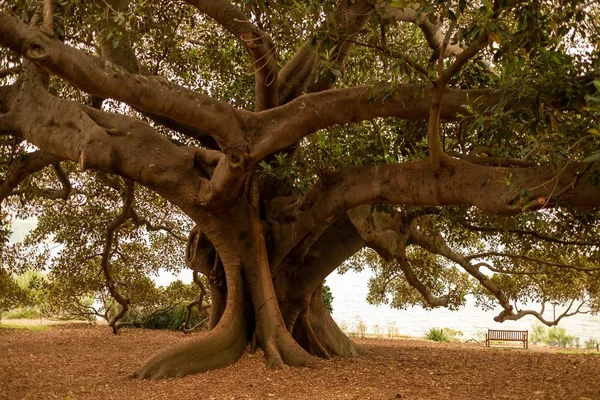 Árvore enorme no Jardim Botânico de Sydney com um lago ao fundo — Fotografia de Stock