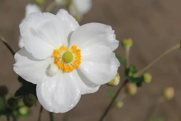 Een Selectieve Focus Shot Van Een Mooie Witte Anemoon Bloem — Stockfoto