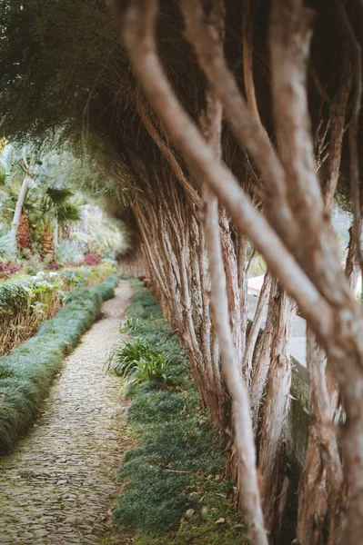 Tiro vertical de belas árvores por um caminho de cascalho numa floresta capturada na Madeira, Portugal — Fotografia de Stock