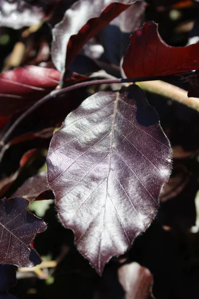 Foto vertical de cierre de las hojas de haya de cobre en un fondo borroso. —  Fotos de Stock