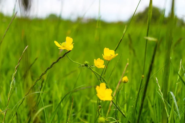 Selektywne Ujęcie Ostrości Żółtych Pełzających Kwiatów Jaskry Rosnących Wśród Zielonej — Zdjęcie stockowe