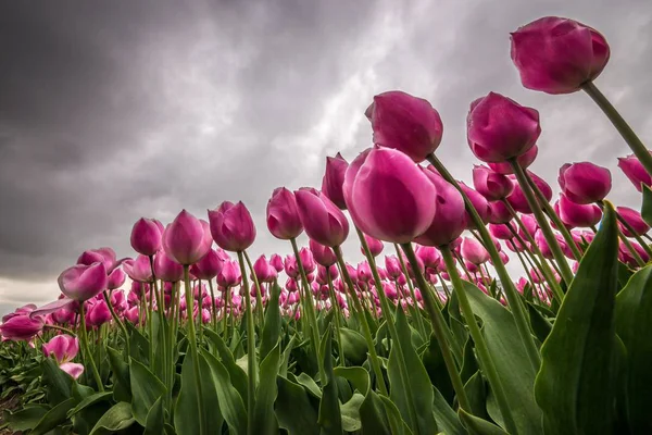 Gros plan de fleur rose déposée avec un ciel nuageux en arrière-plan — Photo