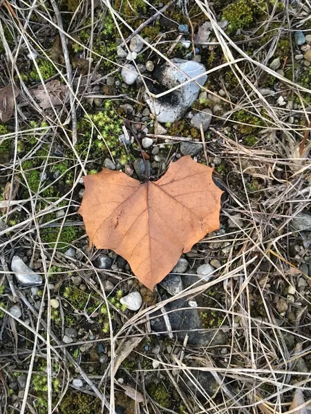 Tiro vertical de ângulo alto de uma folha em forma de coração nas rochas e seixos no chão — Fotografia de Stock