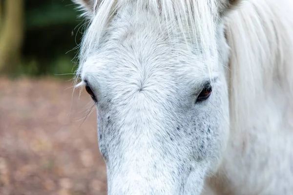 Een Close Shot Van Het Hoofd Van Een Wit Paard — Stockfoto