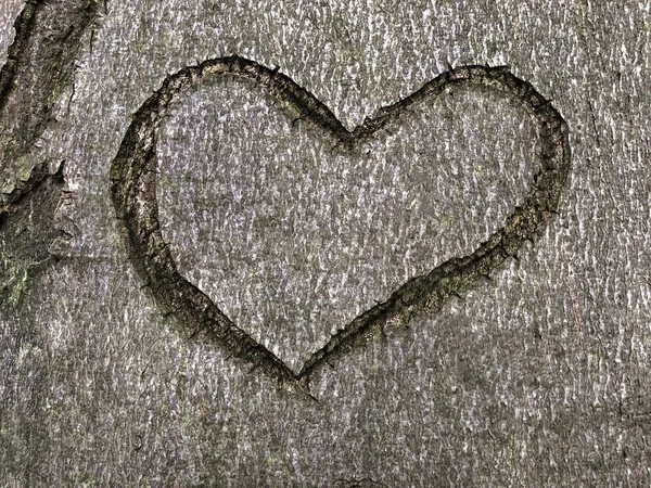 Hochwinkelaufnahme eines auf einen Baum geschnitzten Herzsymbols — Stockfoto