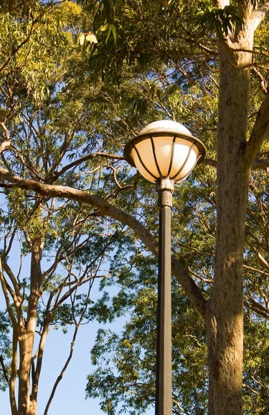 Вертикальный Снимок Уличного Освещения Деревьями Заднем Плане — стоковое фото