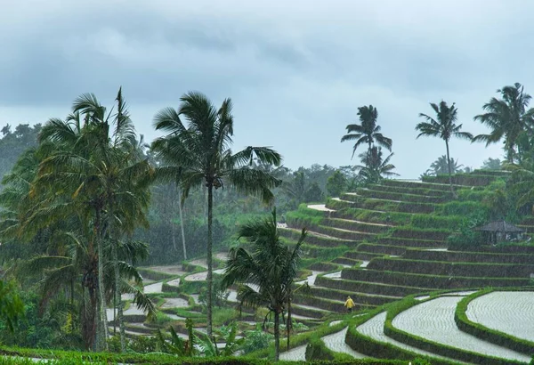 Jatiluwih rice terraces under a cloudy sky during a storm in Bali in Indonesia — Stok fotoğraf