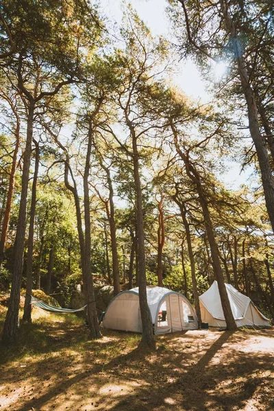 Verticale opname van enkele tenten in het midden van een bos in Madeira, Portugal — Stockfoto