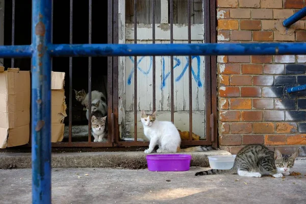 A group of cute sneaky cats hanging out around an abandoned building