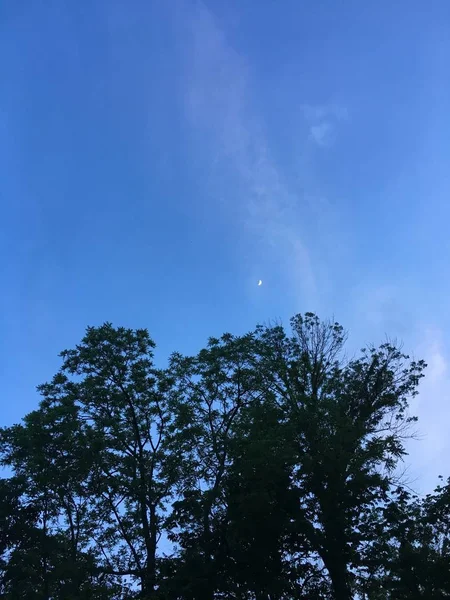 Vertical tiro de ângulo baixo das belas árvores sob o céu azul claro — Fotografia de Stock