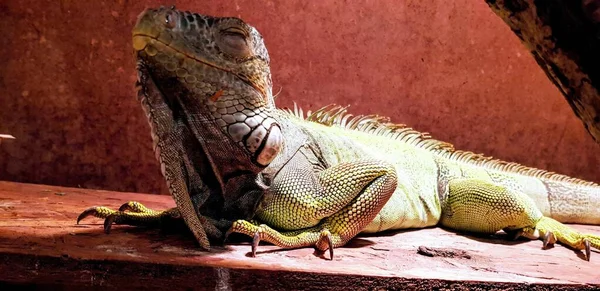 Uma Foto Close Uma Iguana Verde Bonito Desfrutando Luz Solar — Fotografia de Stock