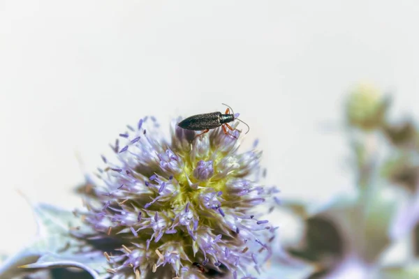 Enfoque Selectivo Pequeño Insecto Sentado Una Planta Con Flores Púrpuras — Foto de Stock