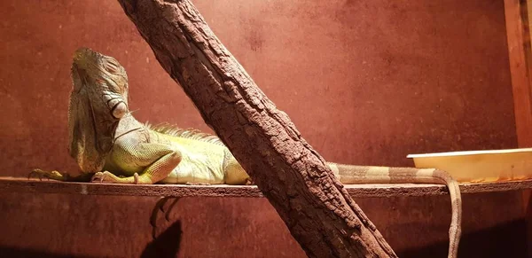 Uma Foto Close Uma Iguana Verde Bonito Desfrutando Luz Solar — Fotografia de Stock