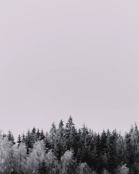 Вертикальний сірий знімок красивих соснових дерев, вкритих снігом — стокове фото