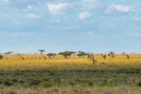 Eine Schöne Aufnahme Eines Grasbewachsenen Feldes Mit Giraffen Der Ferne — Stockfoto