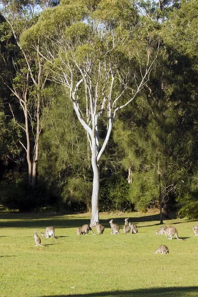 Disparo Vertical Grupo Canguros Pie Valle Soleado Cerca Del Árbol — Foto de Stock