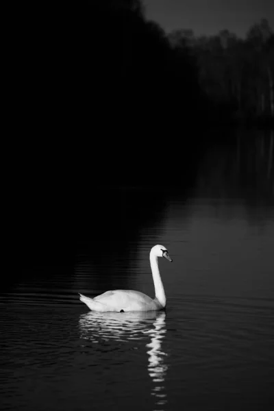 Vertical Grey Scale Shot Beautiful Swan Swimming Lake — Stock Photo, Image