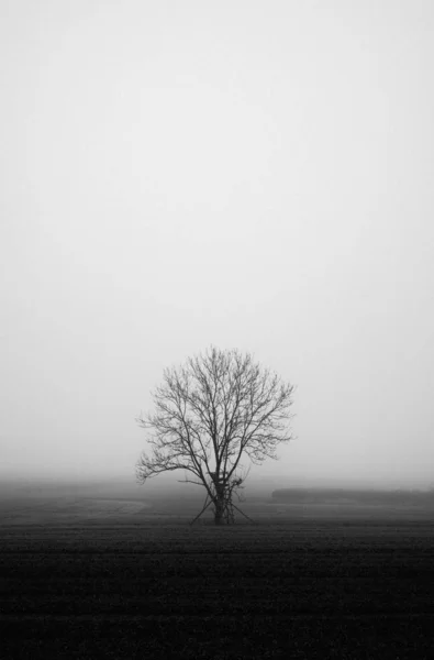 Vertical Greyscale Shot Mysterious Field Covered Fog — 스톡 사진