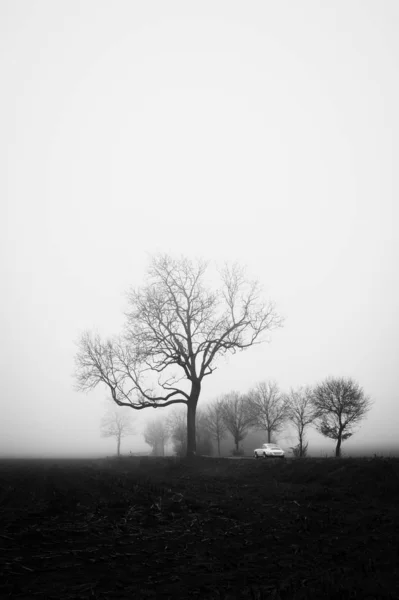 Tiro Vertical Escala Grises Misterioso Campo Cubierto Niebla — Foto de Stock