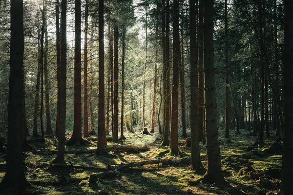 Une Forêt Pleine Gratte Ciel Autres Espèces Plantes — Photo